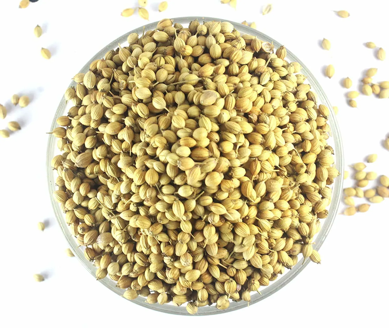 Organic Coriander Seeds Export Quality